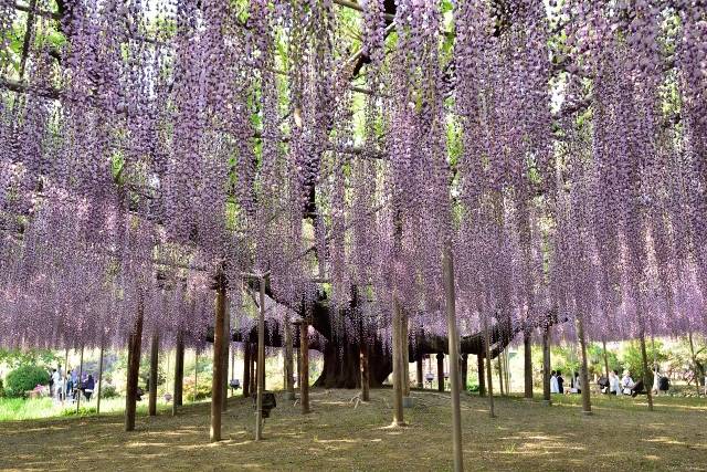 Conheça a glicínia de 150 anos de idade, considerada a mais bonita do Japão