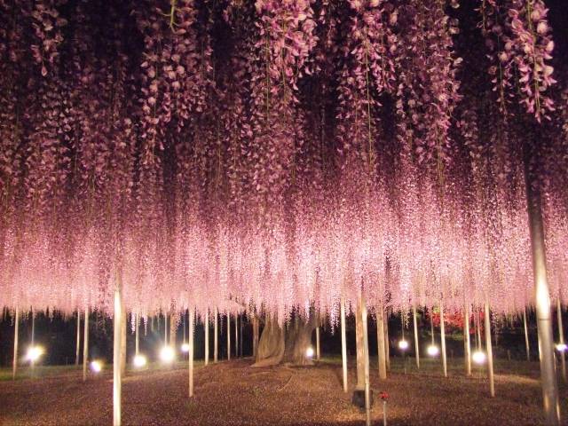 Conheça a glicínia de 150 anos de idade, considerada a mais bonita do Japão