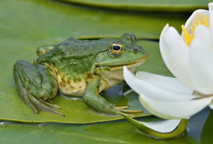 sapo kaeru