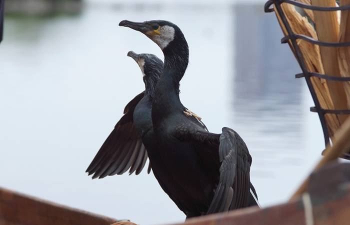 Cormorão japonês - Pesca Ukai