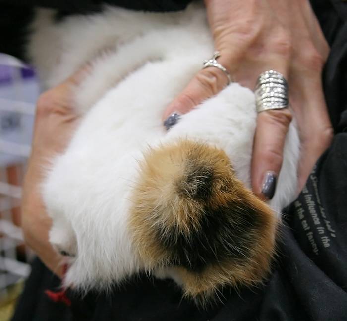 Japanese Bobtail cauda