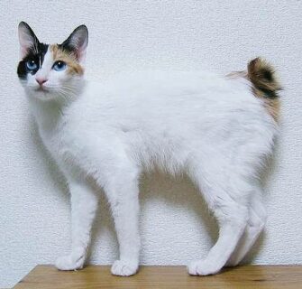 O Bobtail Japonês – Um Raro Gato Com Cauda De Coelho