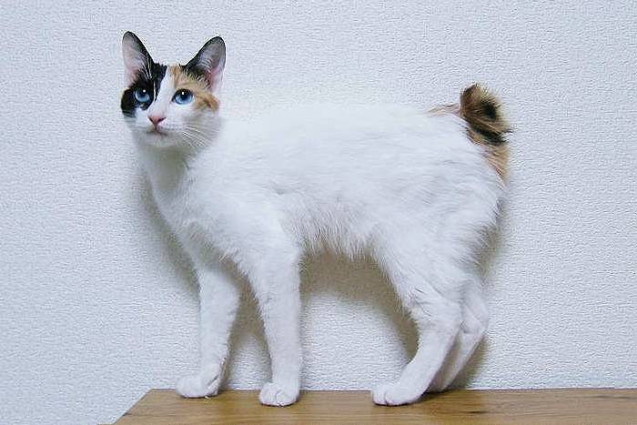 O Bobtail Japonês – Um Raro Gato Com Cauda De Coelho