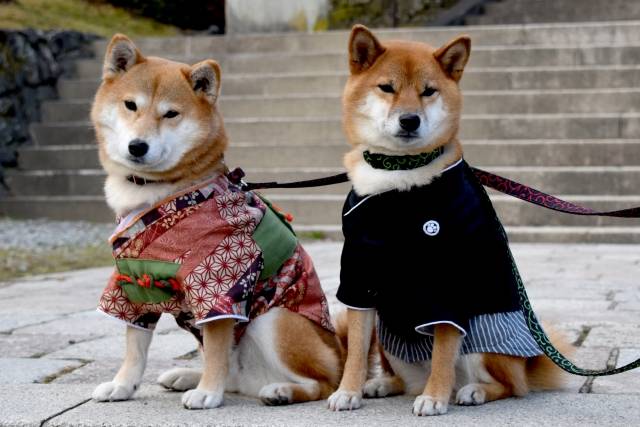 Curiosidades sobre o Shiba Inu