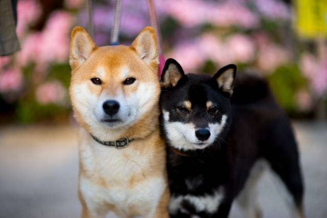 Curiosidades sobre o Shiba Inu