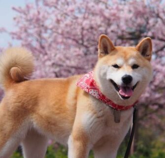 Curiosidades sobre o Shiba Inu, um dos cães mais queridos da internet
