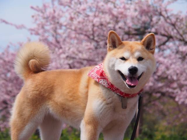 Curiosidades sobre o Shiba Inu, um dos cães mais queridos da internet 