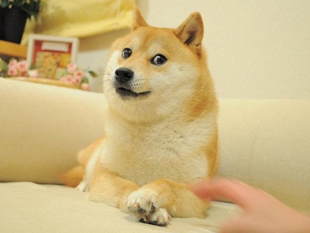 Shiba Inu kabosu, meme Doge