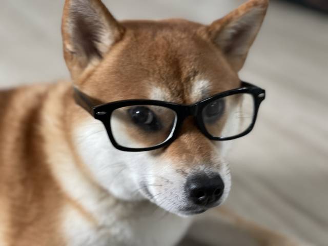 Curiosidades sobre o Shiba Inu 