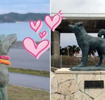 A história de amor dos cães Shiro e Marilyn em Okinawa