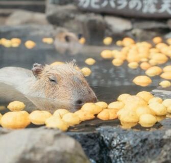 Em zoológico no Japão, capivaras relaxam em águas termais com yuzu