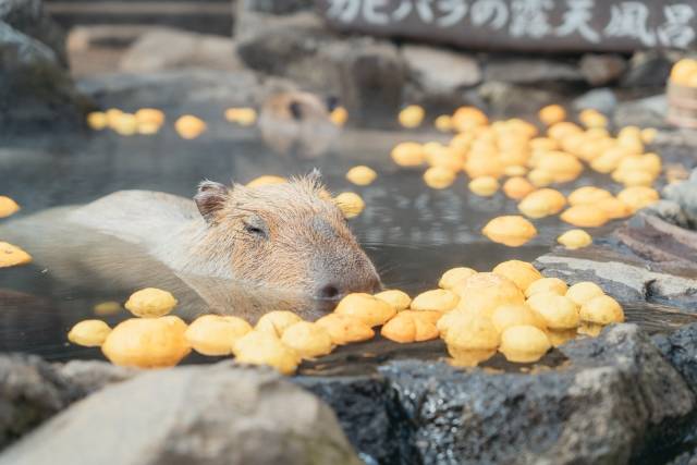 Em zoológico no Japão, capivaras relaxam em águas termais com yuzu