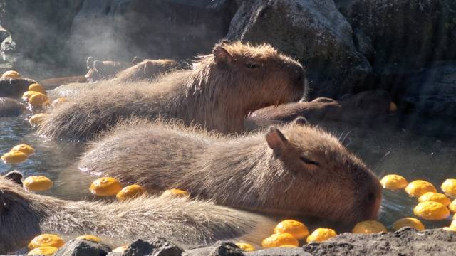 Em zoológico no Japão, capivaras relaxam em águas termais com yuzu