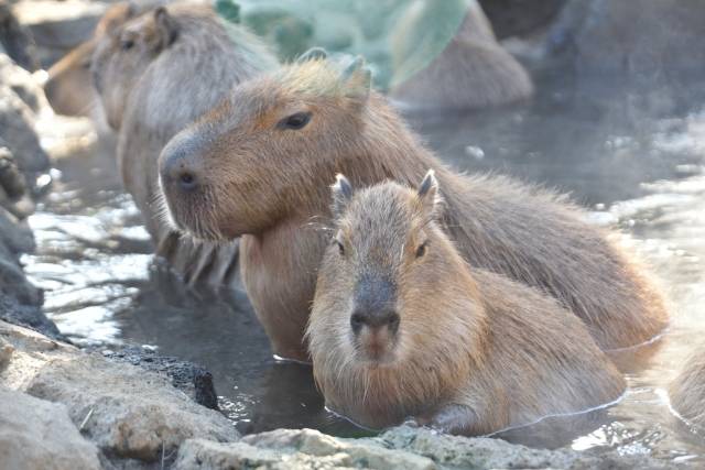 Em zoológico no Japão, capivaras relaxam em águas termais com yuzu