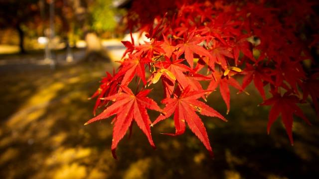Templo Ninnaji, em Kyoto no outono