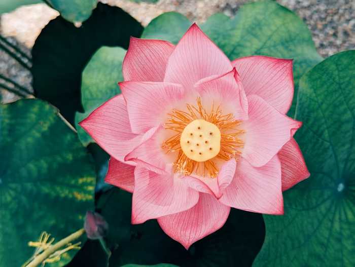 O significado da Flor de Lótus no Budismo 