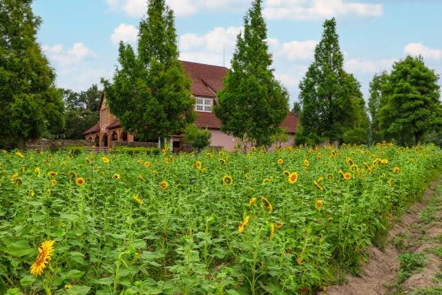 Campos de girassois - Blumen Hugel, em Hino-cho, Shiga (photo-ac.co