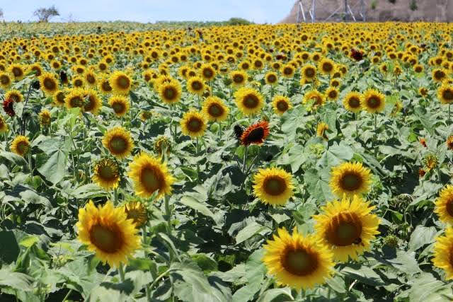 Campos de girassois - Hana-Hiroba, em Minamichita, Aichi