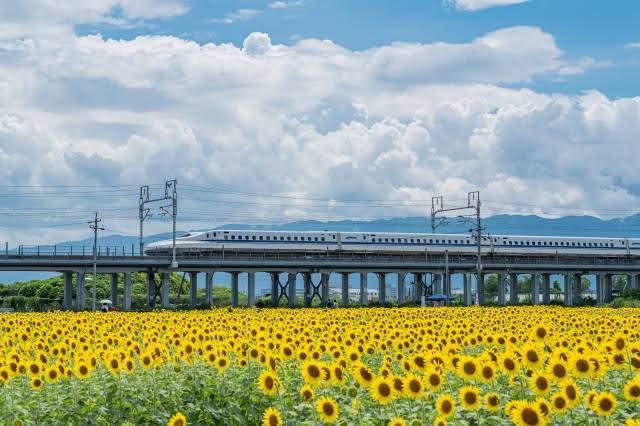 Campos de girassois - Himawari Batake, em Ogaki-shi, Gifu