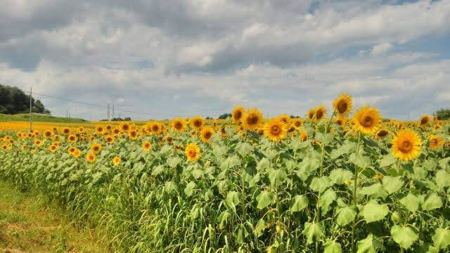Campos de girassois - Himawari no Oka, Ono-shi, Hyogo 