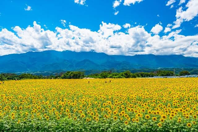 Campos de girassois no Japão - Akeno Himawari Batake, Yamanashi