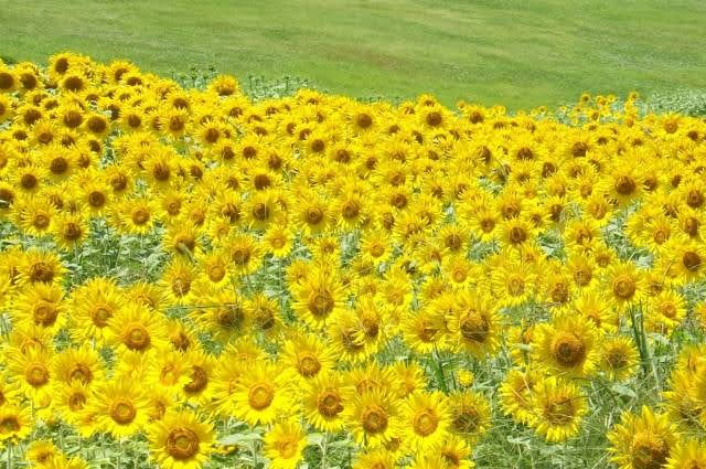 Campos de girassois no Japão - Hamanako himawari-sai, em Hamamatsu, Shizuoka 