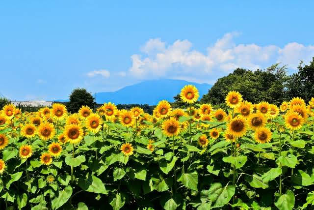 Campos de girassois no Japão - Himawari Matsuri em Zama, Kanagawa 