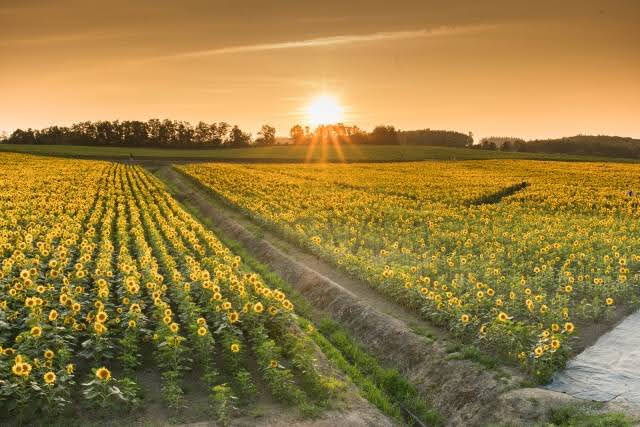 Campos de girassois no Japão - Himawari no Sato, Hokkaido (photo-ac.com)