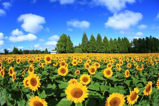 Campos de girassois no Japão - Sera Kogen Nojo