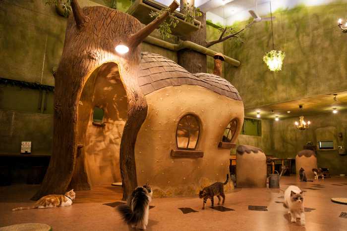 Kichijoji Petit Mura, uma vila encantada e Cat Cafe em Tóquio