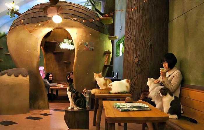 Kichijoji Petit Mura, uma vila encantada e Cat Cafe em Tóquio