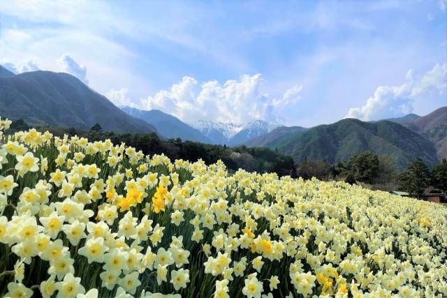 Os belos campos de narcisos que florescem em janeiro em todo o Japão
