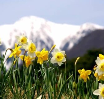 Os belos campos de narcisos que florescem em janeiro em todo o Japão