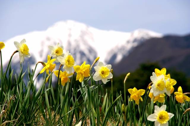 Os belos campos de narcisos que florescem em janeiro em todo o Japão