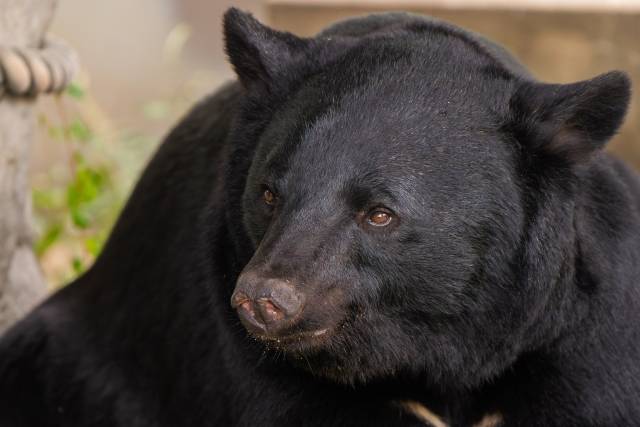 Urso negro asiático