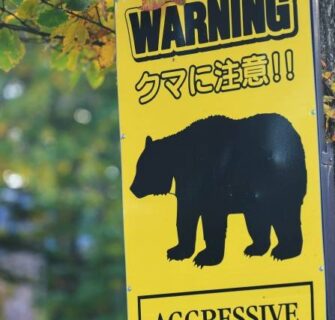Ursos no Japão vivendo com vizinhos selvagens