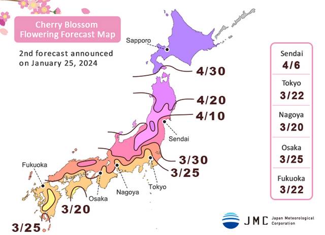Previsão da flor de cerejeira para 2024 (JMC)