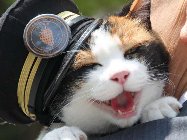 Gata Tama , chefe da estação Kishi 