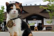 Gata Tama em frente a estação Kishi