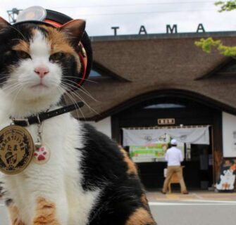 Gata Tama em frente a estação Kishi