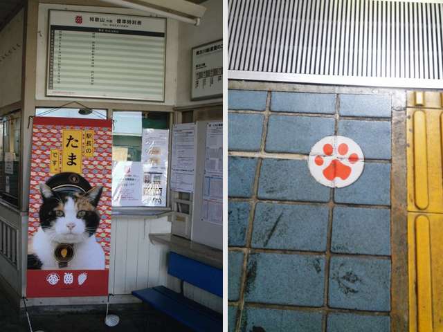 O legado da Gata Tama