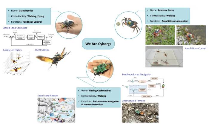 Barata ciborgue pode ajudar em resgastes segundo pesquisadores