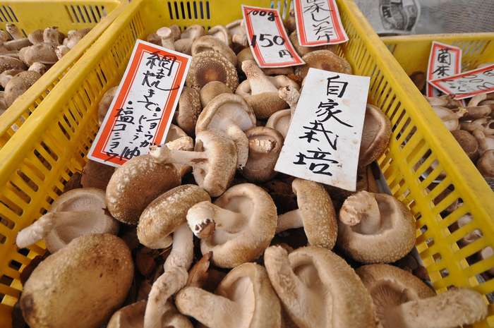 Cogumelos shiitake, muito consumido no Japão