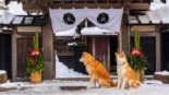 Enishi, a pousada no Japão onde você pode conviver com dois adoráveis cães da raça Akita