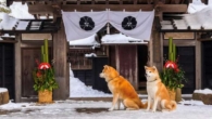 Enishi, a pousada no Japão onde você pode conviver com dois adoráveis cães da raça Akita