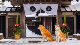 Enishi, a pousada no Japão onde você pode conviver com dois adoráveis cães da raça Akita