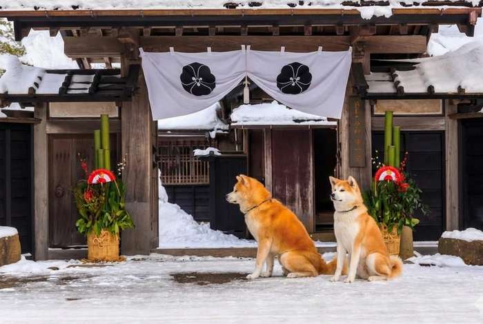 Enishi, a pousada no Japão onde você pode conviver com dois adoráveis cães da raça Akita
