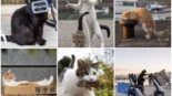 Fotógrafo japonês percorre o Japão fotografando gatos de rua