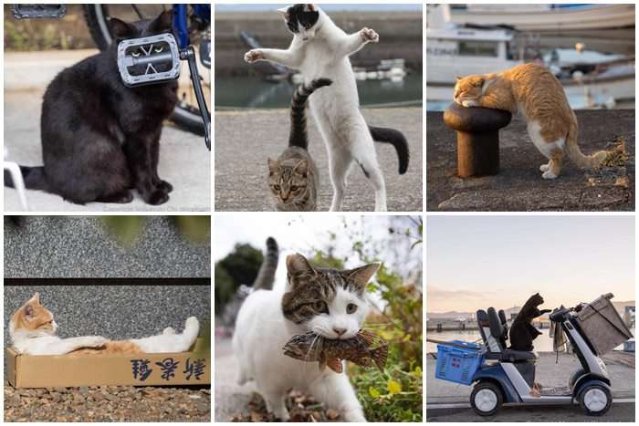Fotógrafo japonês percorre o Japão fotografando gatos de rua