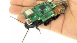 Insetos ciborgues Singapura